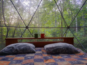 Forest Hut